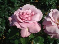 rose-BlueLight01a.JPG