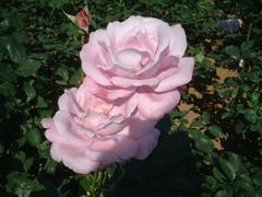 rose-BlueMoon01a.JPG
