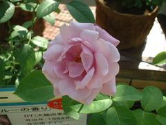rose-BlueRiver01a.JPG