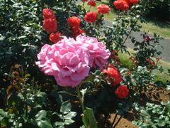 rose-MoonShadow01a.JPG