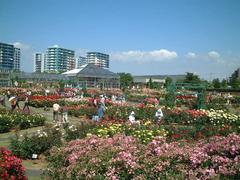 rosepark01a.JPG